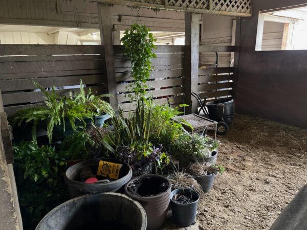 Plants that could fly away in Hurricane Ian are placed in a horse stall at the Mottler ranch in Punta Gorda, Fla., on Sept. 27, 2022. (Courtesy of Lisa Mottler)