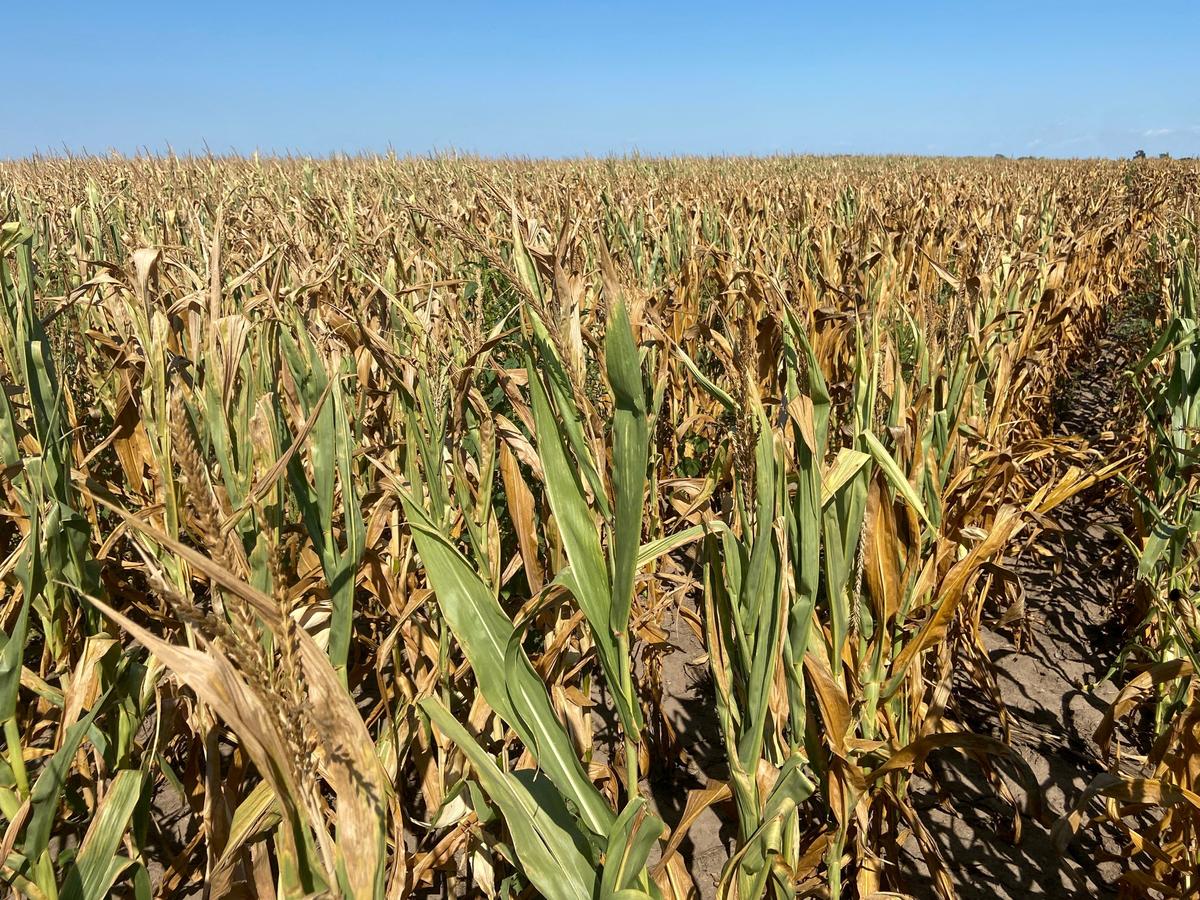 Droughts, Ukraine War Push Global Grain Stocks Toward Worrying Decade Low