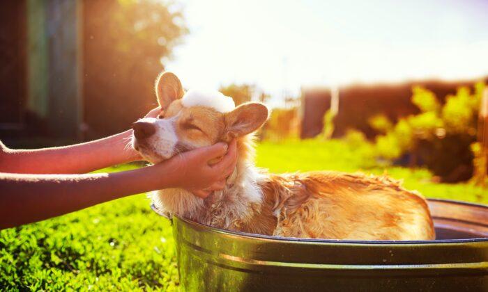 How Often to Bathe Your Pets