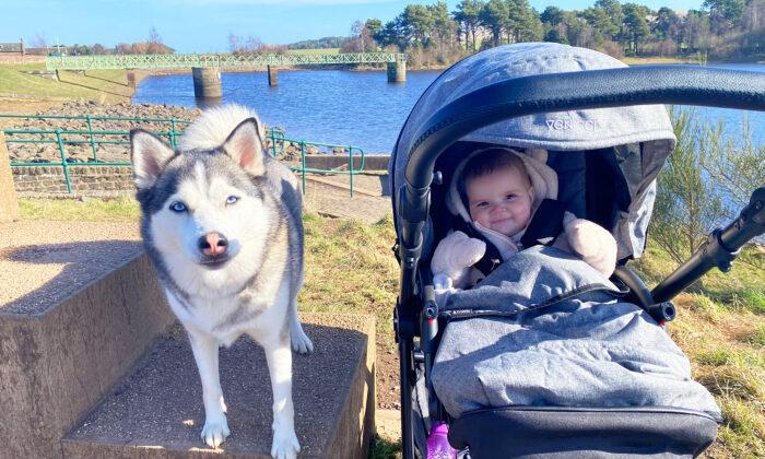 Husky That Loved Sleeping on Pregnant Owner's Bump Shares Special Bond With Her Baby