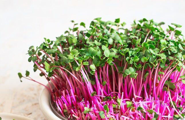 How to Grow Microgreens and Sprout Seeds Indoors for Fresh Nutrition Year-Round