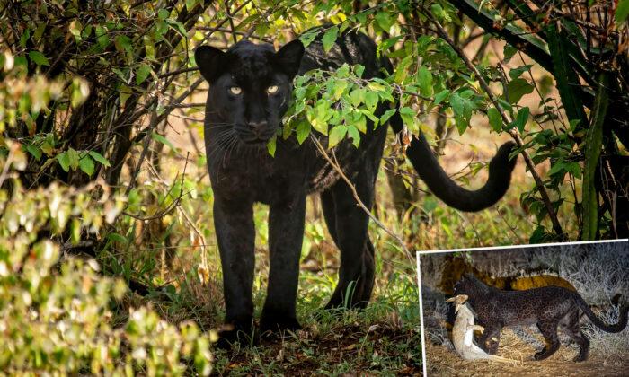 Photographer Captures Incredible Pictures of a Rare Panther Catching Its Prey
