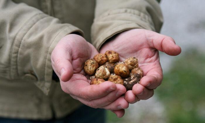 Why Oregon’s Wild Truffles Can Rival Their European Counterparts