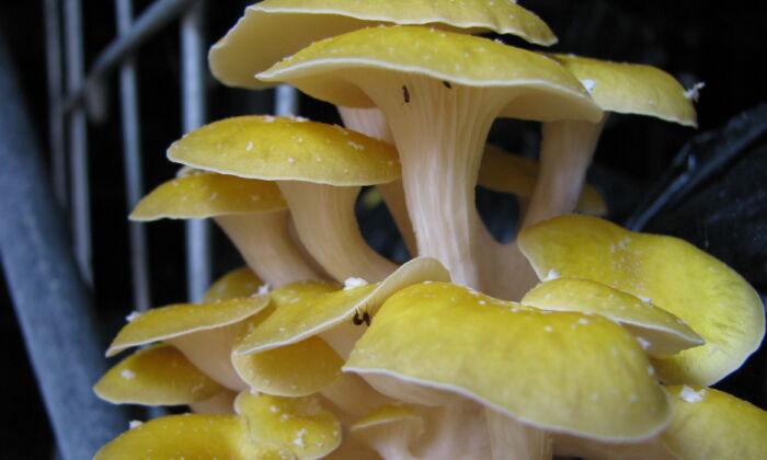 How to Grow Your Own Mushrooms at Home