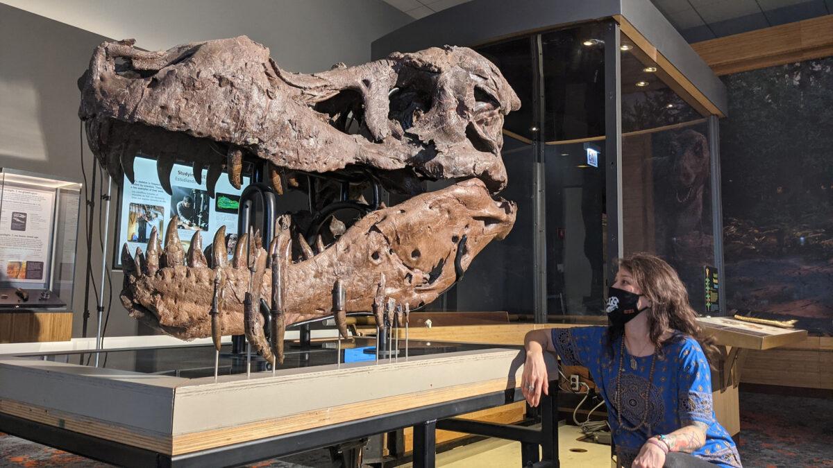Paleontologist Jingmai O'Connor of the Field Museum in Chicago looks at the fossil skull of a Tyrannosaurus rex known as Sue in an undated photo. (Katharine Uhrich, Field Museum/Handout via Reuters)