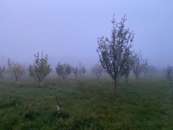 Trees in the fog on traditionalist Catholic farmer Michael Thomas's property in Sharon, N.Y. (Courtesy of Michael Thomas)
