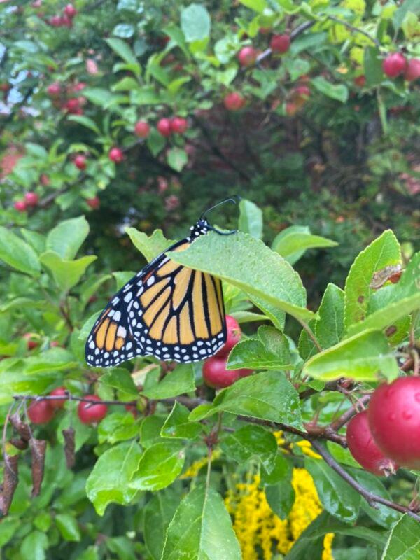 A monarch butterfly in upstate New York. (Courtesy of Michael Thomas)