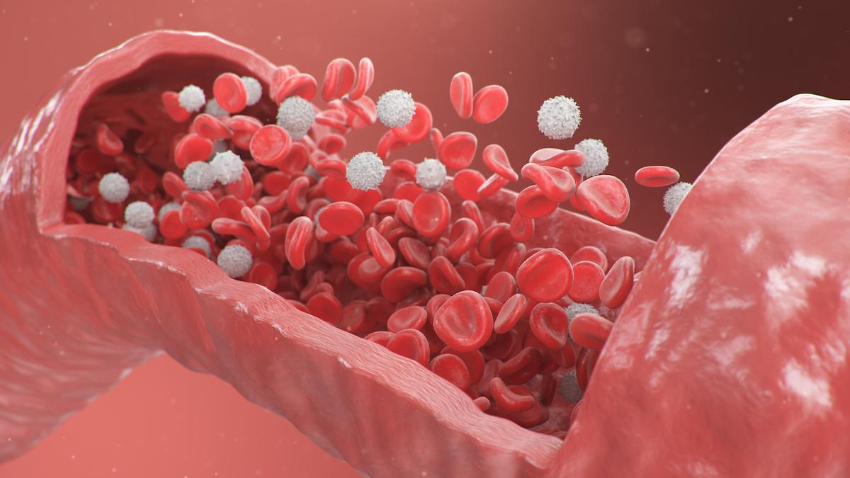Red blood cells inside an artery. (Shutterstock)