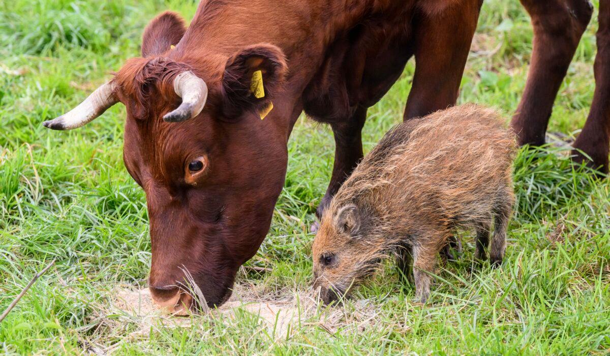 Wild boar "Frida" eats next to a cow on a pasture near the river Weser in the district of Holzminden, Germany, on Sept. 29, 2022. (Julian Stratenschulte/dpa via AP)
