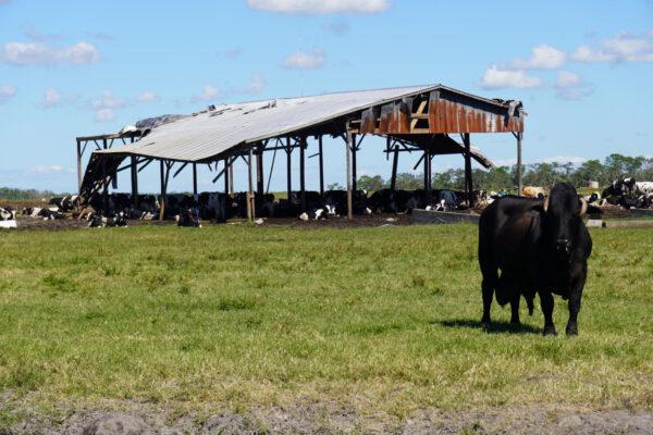 A bull warily keeps watch near a tattered shade stand in Myakka City, Fla., on Oct. 2, four days after Hurricane Ian blasted through the area, leaving 250 of the dairy's cows dead. (John Haughey/The Epoch Times)