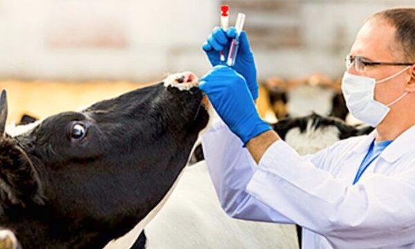 A vet vaccinates a cow for foot-and-mouth disease. (Australia's Department of Agriculture, Water, and the Environment)