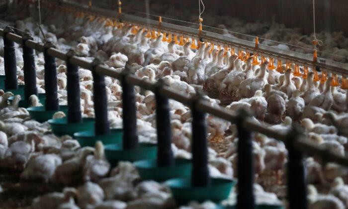 Farmers Group in Tennessee Sue USDA, Allege Illegal Subsidizing of Industrial-Scale Poultry Farms