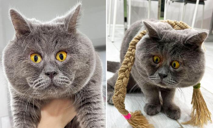 PHOTOS: Cross-Eyed Rescue Cat From Russia Has Gone Viral for His Unusual Stare