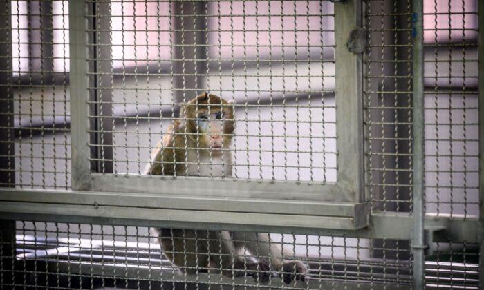 Investigation Exposes Global Monkey Torture Ring