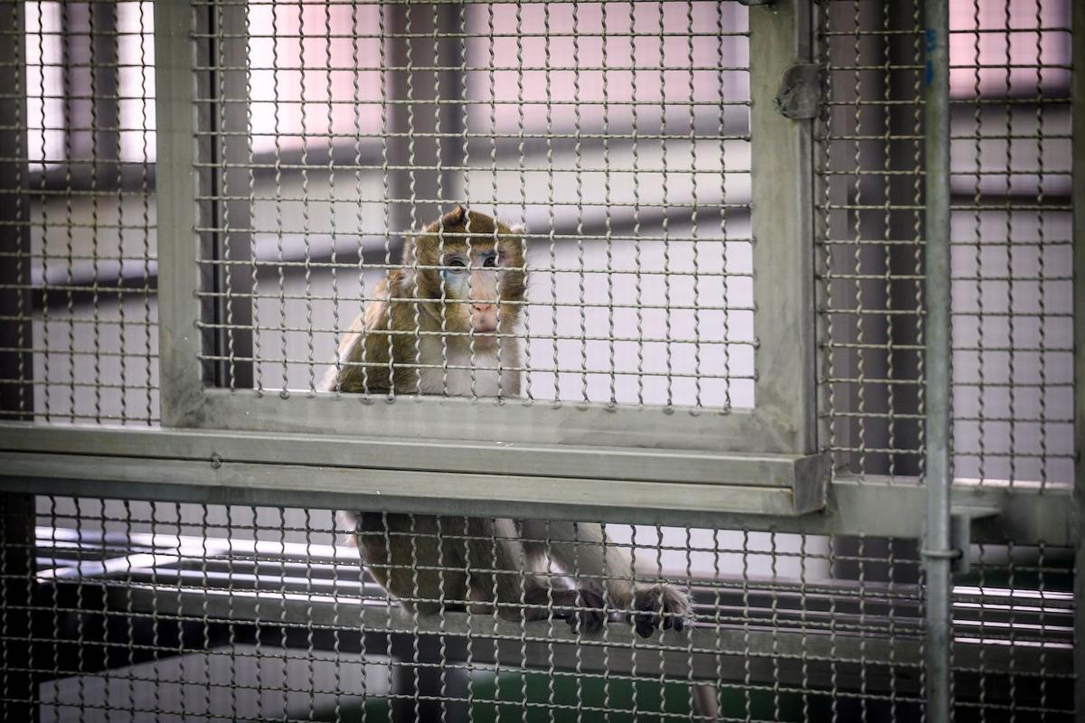 Chinese Biotech Firm Whose Founder is Former Military Researcher Buys US Land to Build Primate Breeding Facility