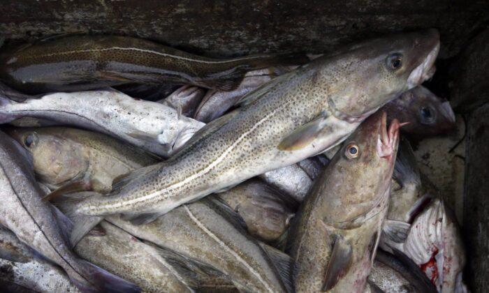 Environment Commissioner Warns Canada Failing to Protect Commercially Valuable Fish