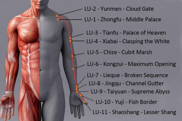 The lung meridian starts from the lungs, extending through the lateral arm to the thumb side. (The Epoch Times)