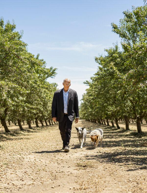 Victor Davis Hanson walks among the almond orchards surrounding his home in Selma, Calif., with two of his beloved dogs. (Samira Bouaou)
