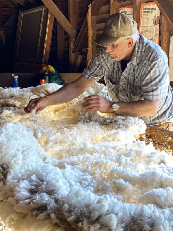 A worker skirts a fleece, the process of removing debris from the raw wool after shearing. (Courtesy of Shaniko Wool Company)