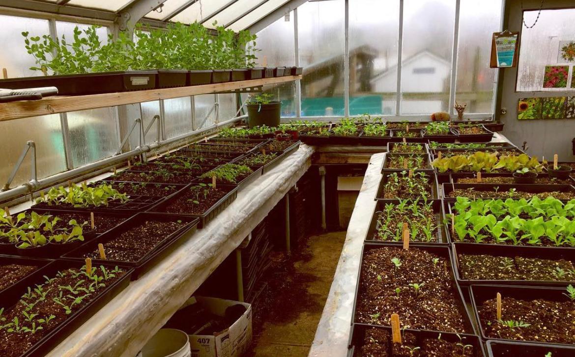 Seedlings in the greenhouse at Crossroads Farm in Malverne, Long Island. (Courtesy of Jocelyn Wolffe)
