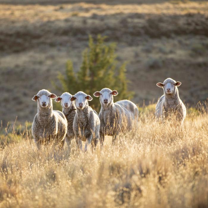 How an Oregon Sheep Ranch Is Carrying on the Heritage of American Wool—and Shepherding It Into the Future
