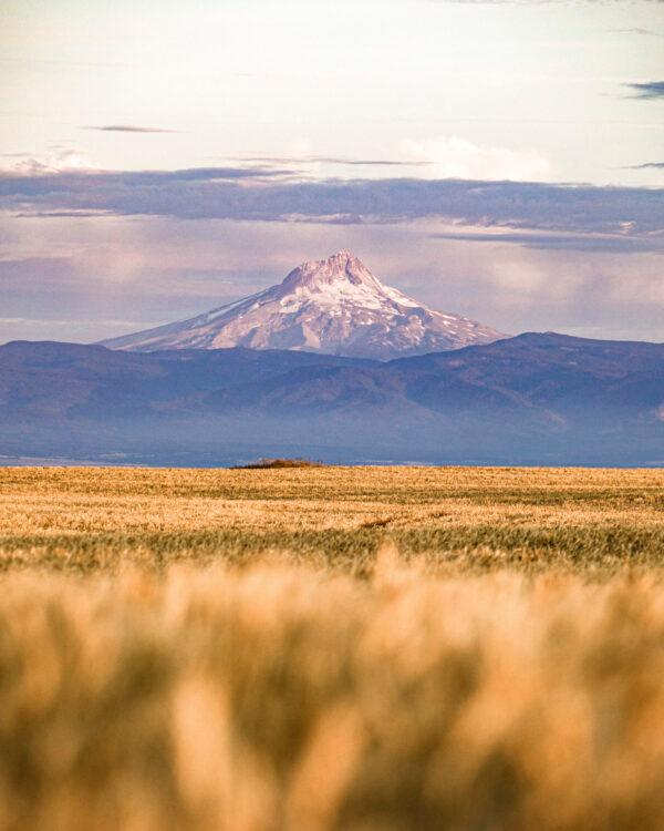 Grasslands at Imperial Stock Ranch, with Mount Hood in the background. (Courtesy of Shaniko Wool Company)