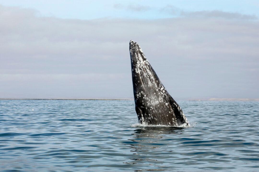 Gray and Blue Whale Watching in Loreto, Mexico