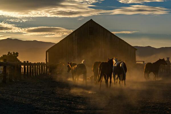 Horses gather in front of an old barn that has been on the ranch since 1880. Maria Coulson for American Essence)