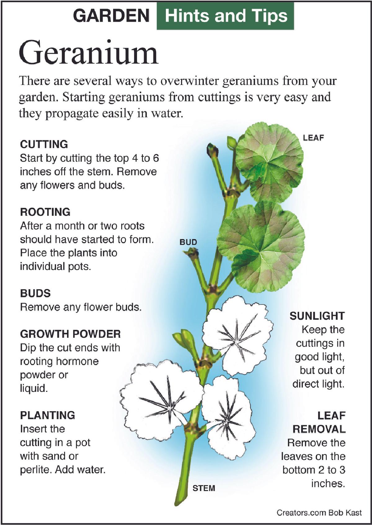 geranium tip sheet