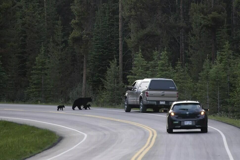 Black bears walk across the road near Lake Louise, Alberta, in June 2020. (The Canadian Press/Jonathan Hayward)