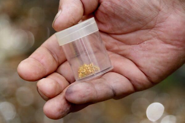 Gold in a jar in Jamestown, Calif., on Sept. 19, 2022. (Cynthia Cai/NTD)