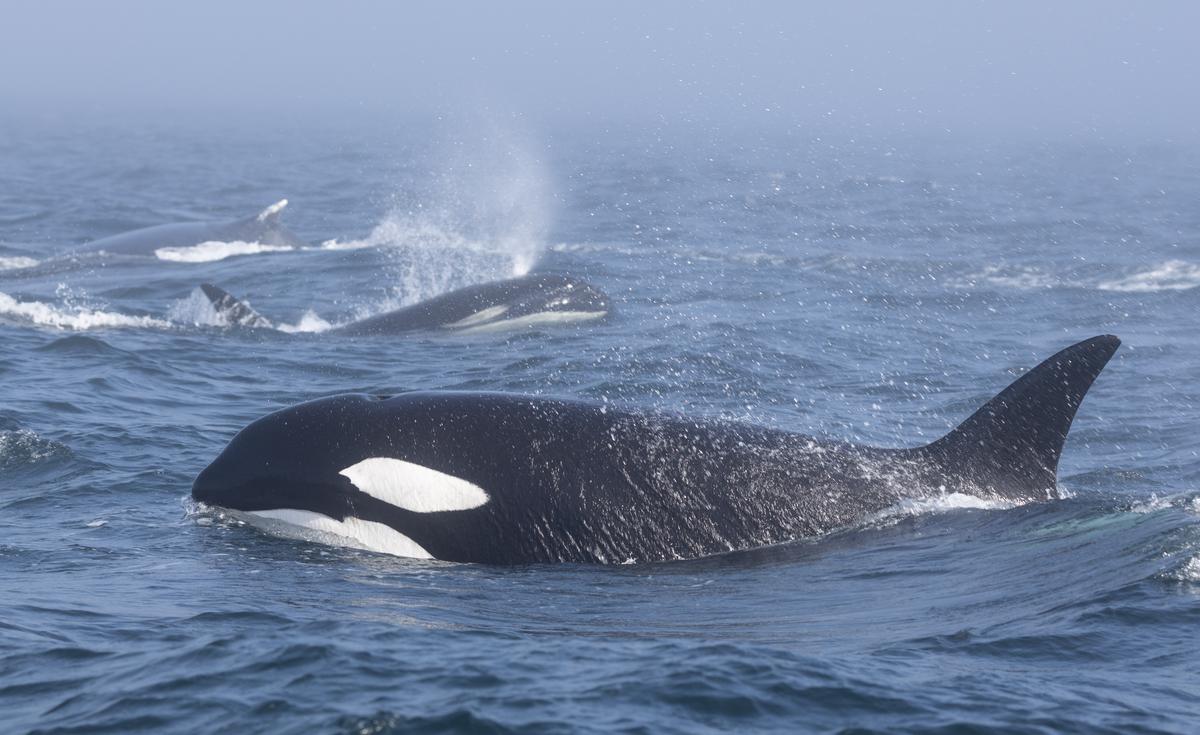 (Courtesy of Pacific Whale Watch Association)