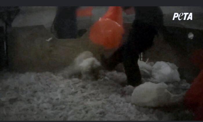 11 Turkey Farm Workers Charged With Cruelty Caught on Video