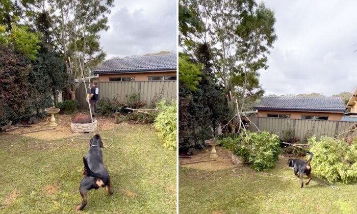 VIDEO: Helpful Rottweiler Assists His Owner in Cutting a Tree Branch