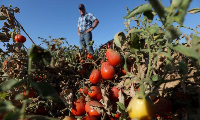 California’s Drought Withers Tomatoes, Pushing Grocery Prices Higher