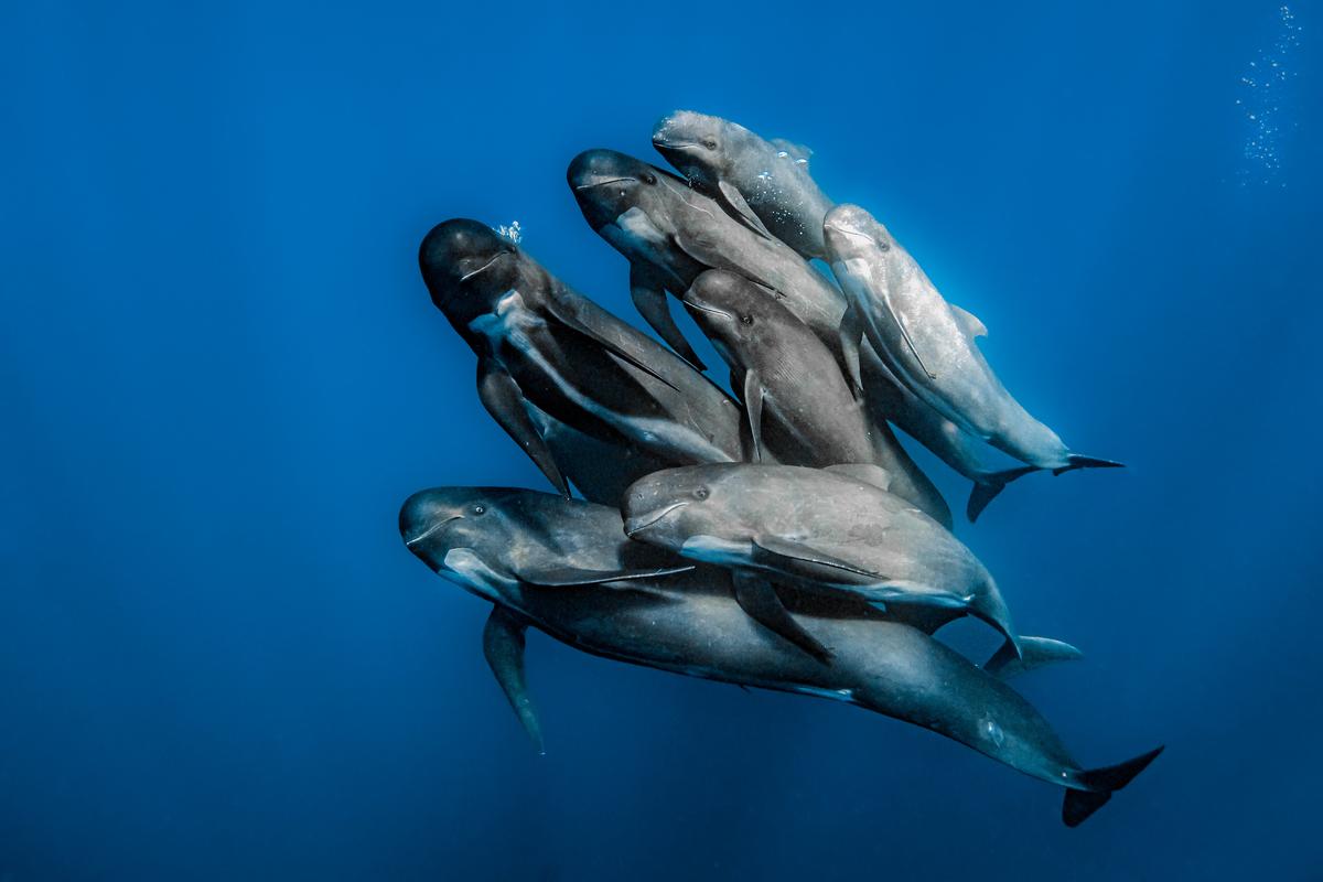 A pod of pilot whales pose for a family portrait. (Courtesy of Rafael Fernandez Caballero)