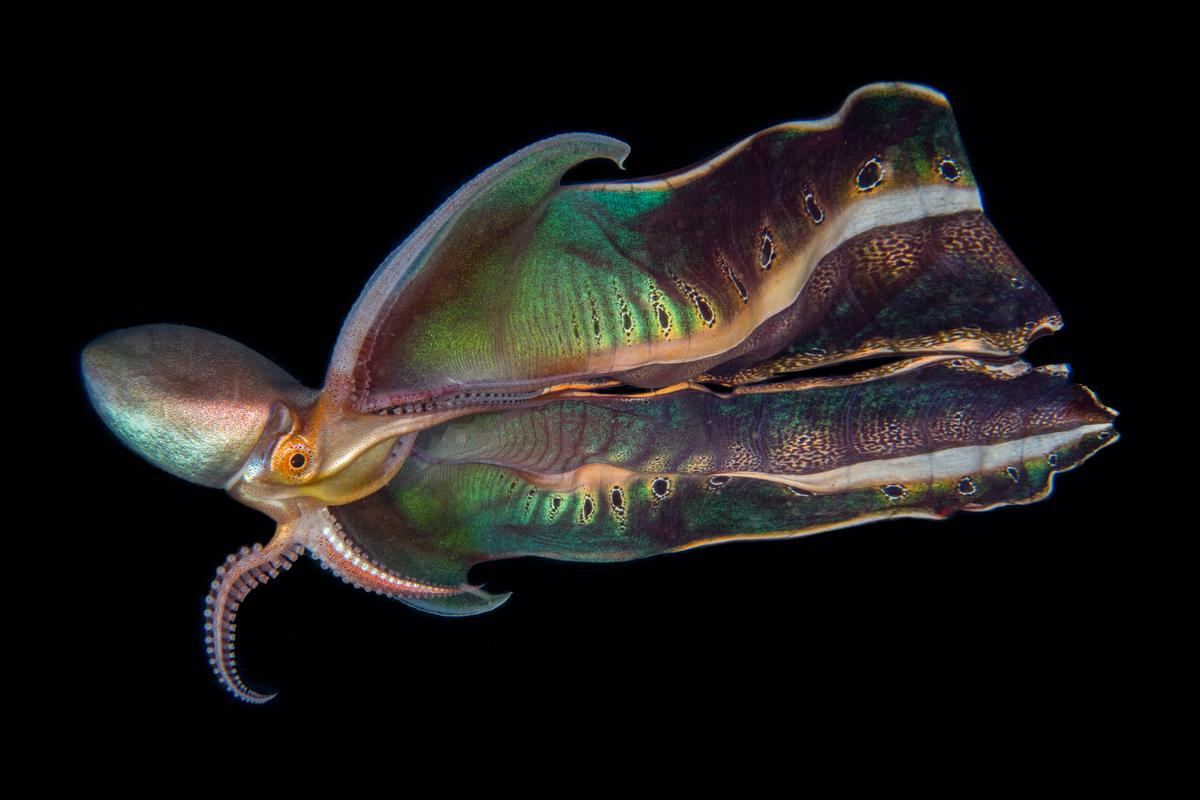 A blanket octopus shows off its beautiful patterns and colors. (Courtesy of Katherine Lu)