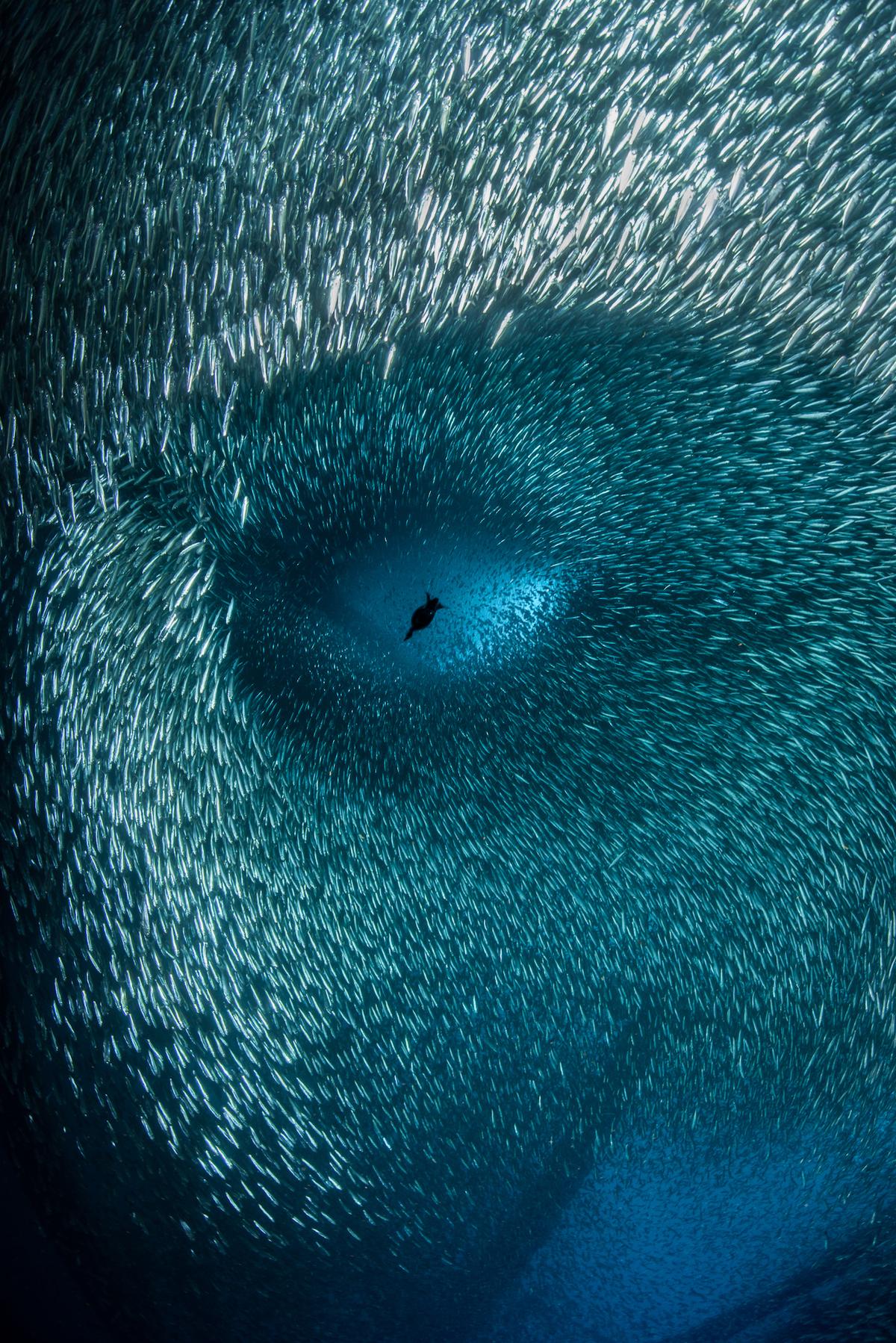 A cormorant dives through a huge school of baitfish, creating a series of shapes that mimics that of a human face. (Courtesy of Brook Peterson)