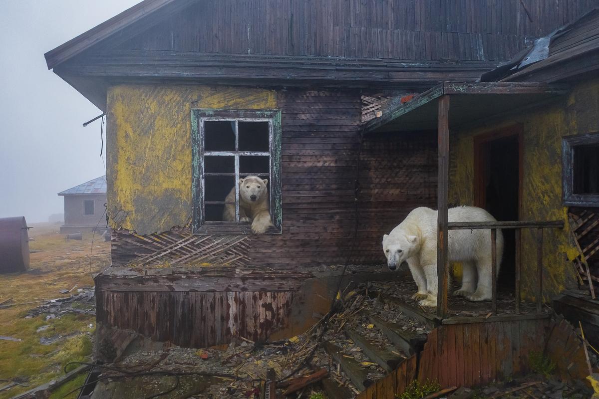 Polar bears make a "home" of an abandoned station on Kolyuchin Island, Russia. (Courtesy of Dmitry Kokh)