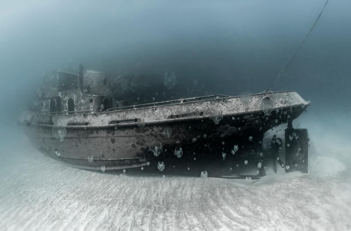 A swarm of jellyfish around a sunken ship. (Courtesy of Martin Broen)