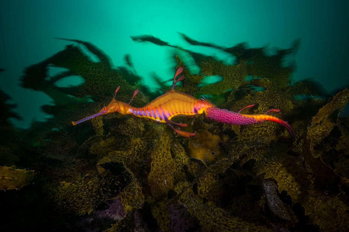 A pregnant leafy sea dragon. (Courtesy of Matty Smith)