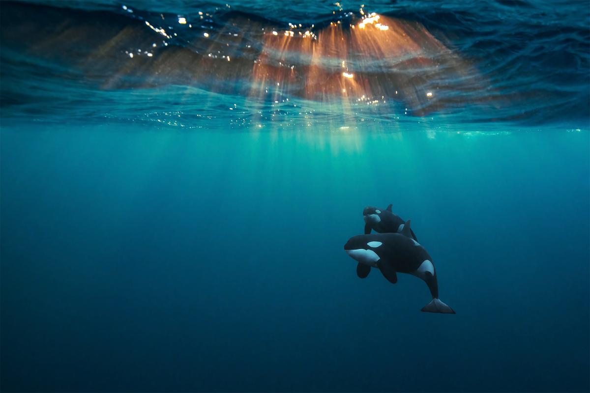 An orca mother and calf swim in the open ocean, sun rays beaming through the surface. (Courtesy of Andreas Schmid)