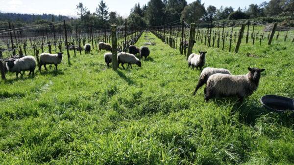 Sheep in the documentary "Children of the Vine." (Courtesy of Brian Lilla)
