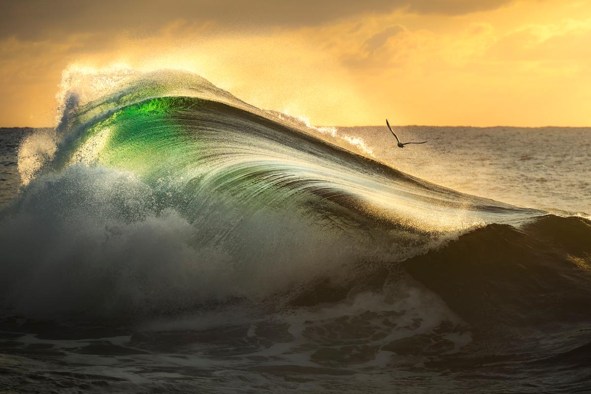 A seagull flies past a breaking wave in the light of the rising sun. (Courtesy of Gergo Rugli)