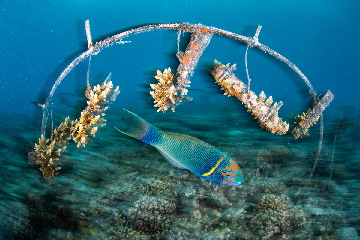 A frame grows new coral fragments on a depleted reef. (Courtesy of Joe Daniels)