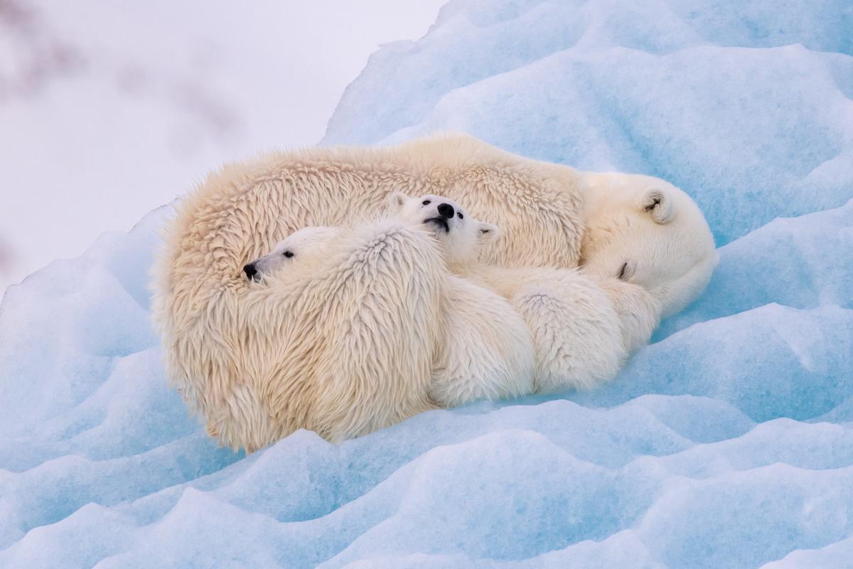 Two polar bear cubs cozy up to their mother. (Courtesy of Nadia de Lange)