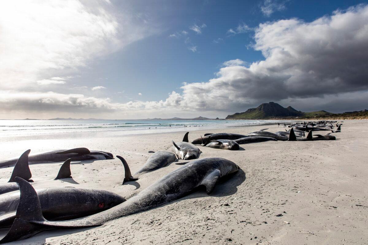 A string of dead pilot whales line the beach at Tupuangi Beach, Chatham Islands, in New Zealand's Chatham Archipelago, on Oct. 8, 2022. (Tamzin Henderson via AP)