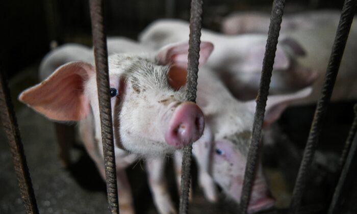 Hong Kong to Cull 1,900 Pigs After Reporting Second Swine Fever Case in a Month