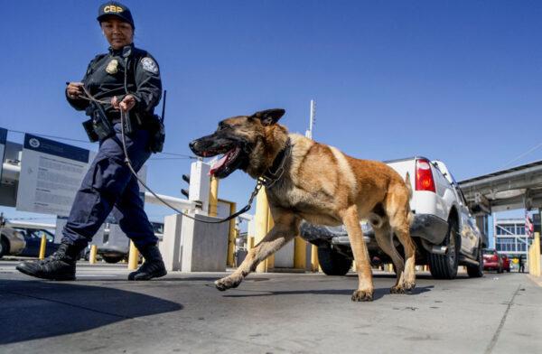 A US Customs and Border Protection canine team checks automobiles for contraband in the line to enter the United States at the San Ysidro Port of Entry in San Ysidro, Calif., on Oct. 2, 2019. (Sandy Huffaker/AFP via Getty Images)