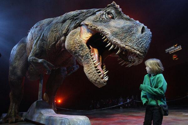 A child reacts to an adult Tyrannosaurs Rex robotic dinosaur as it performs in the O2 arena ahead of the forthcoming European leg of the live show "Walking With Dinosaurs" in London, England, on March 18, 2009. (Oli Scarff/Getty Images)